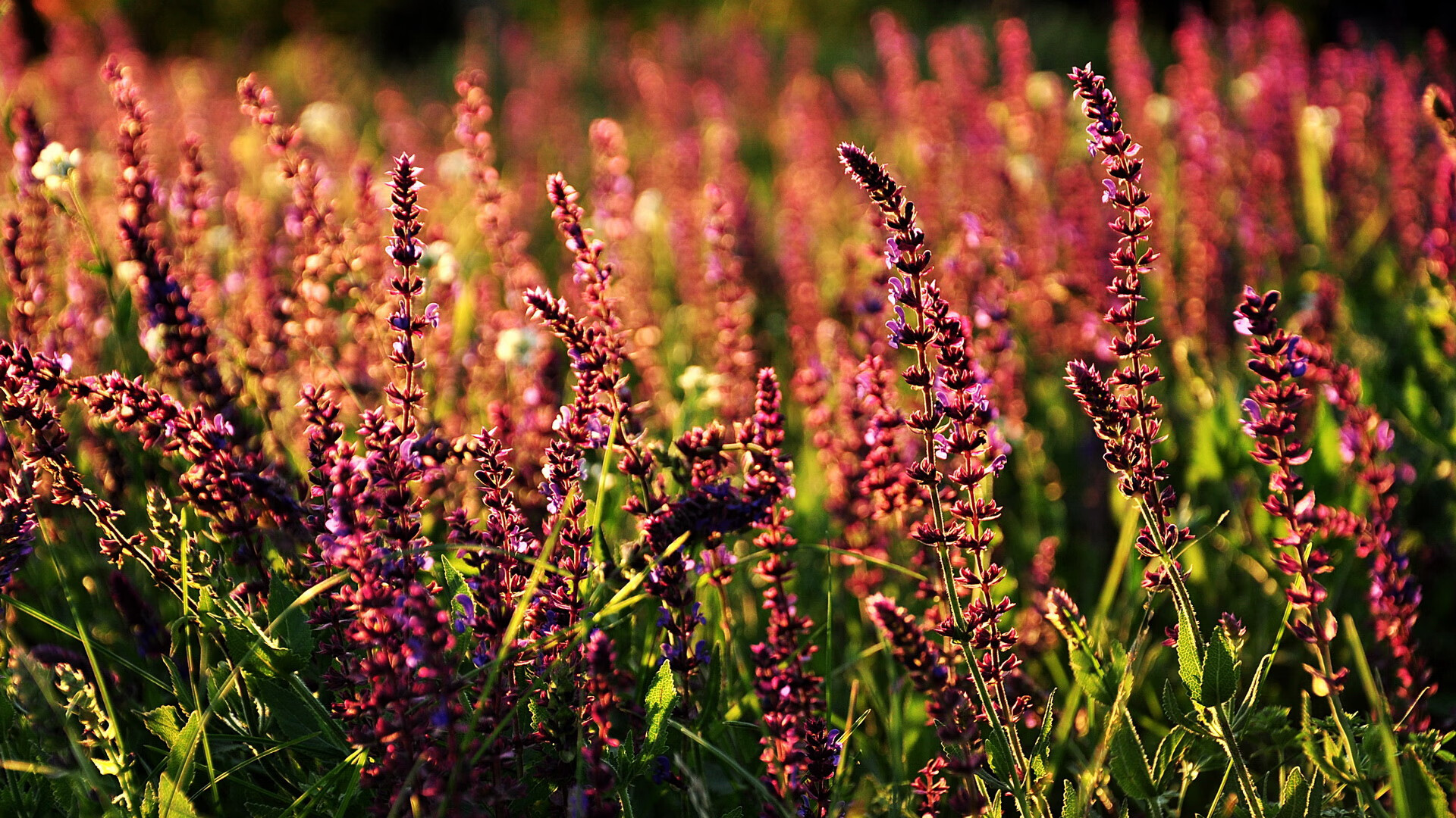 篮网救世主横空出世！生死战布克爆砍42+8，一人打崩黄蜂防线