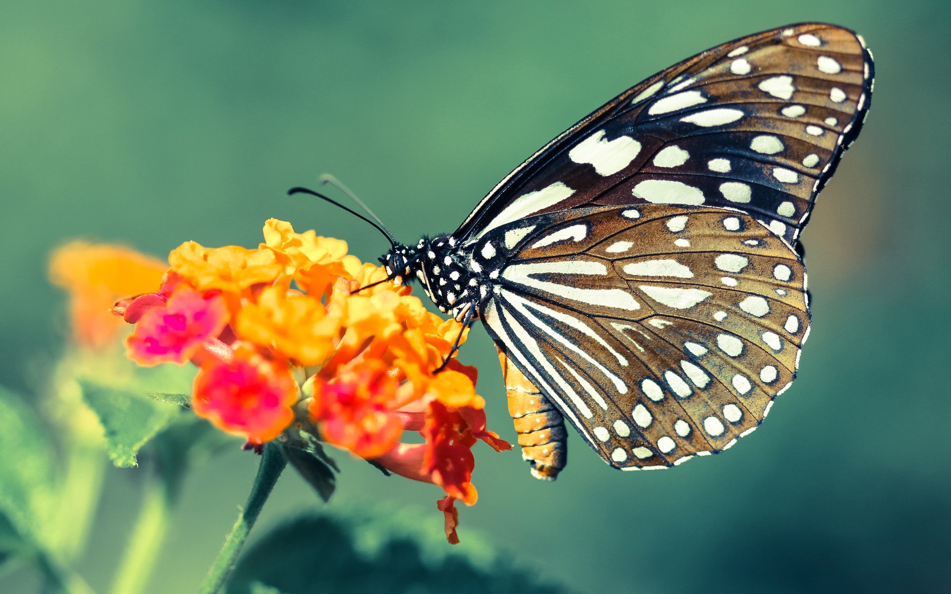 当灰熊新王撕裂黎明，萨城铁骑碾过红色图腾—唯一性在体育史刻下的两道重痕