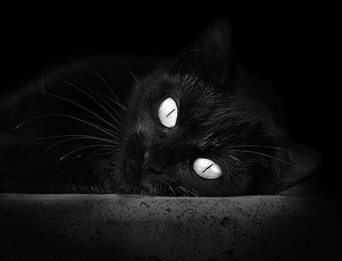 开云体育中国-范弗利特，站在数学对立面的存在