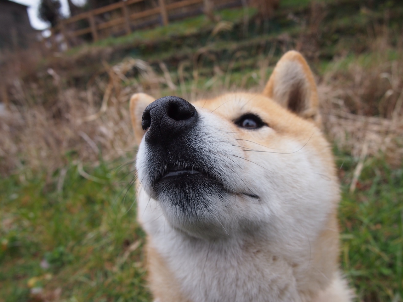 黄金之子导演沙漠革命，卡塔尔15分钟风暴摧垮沙特，加维献出冠军级大师作