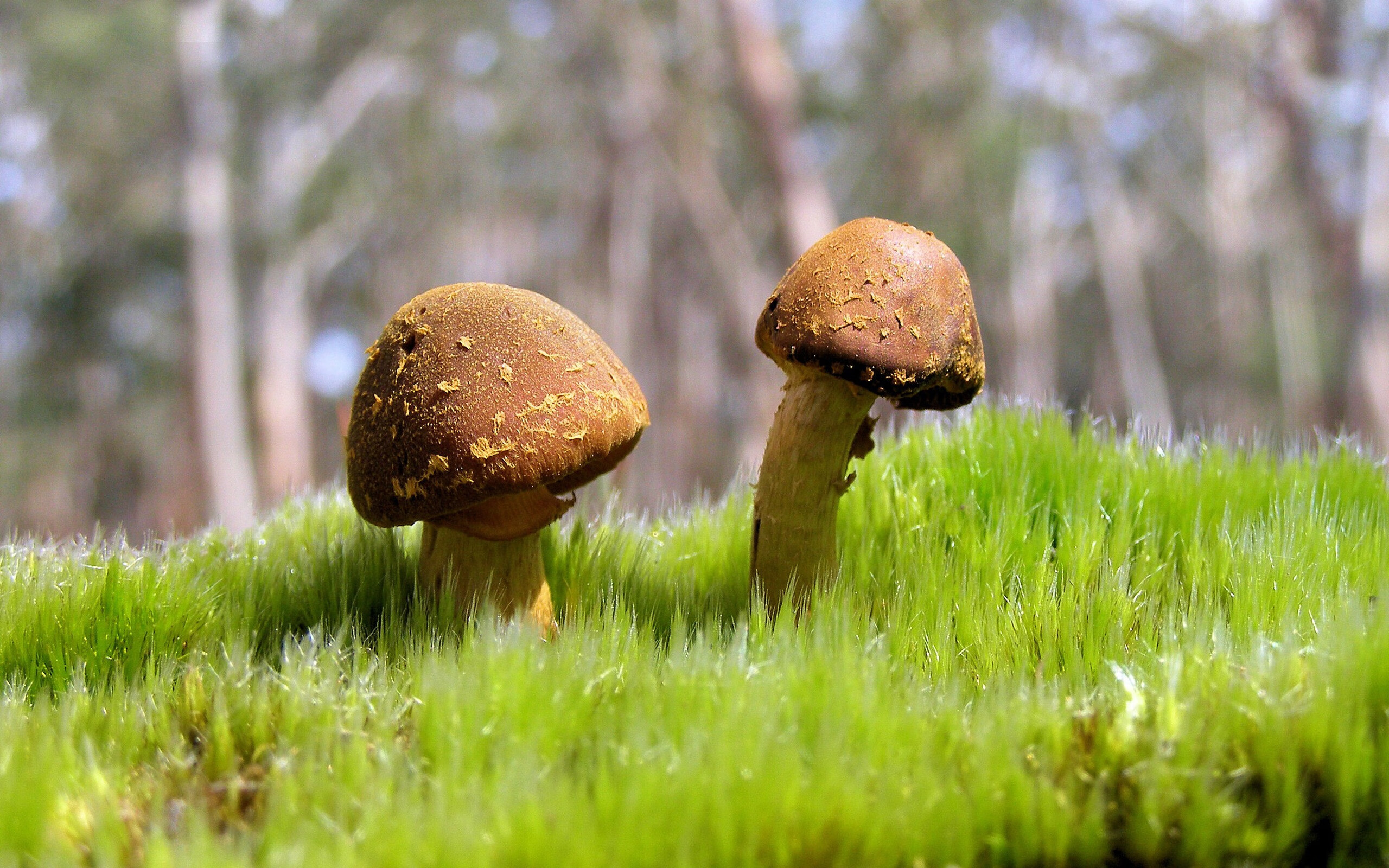 开云体育官网-阿克秒针级掌控，塞纳尔利亚撕裂午夜僵局