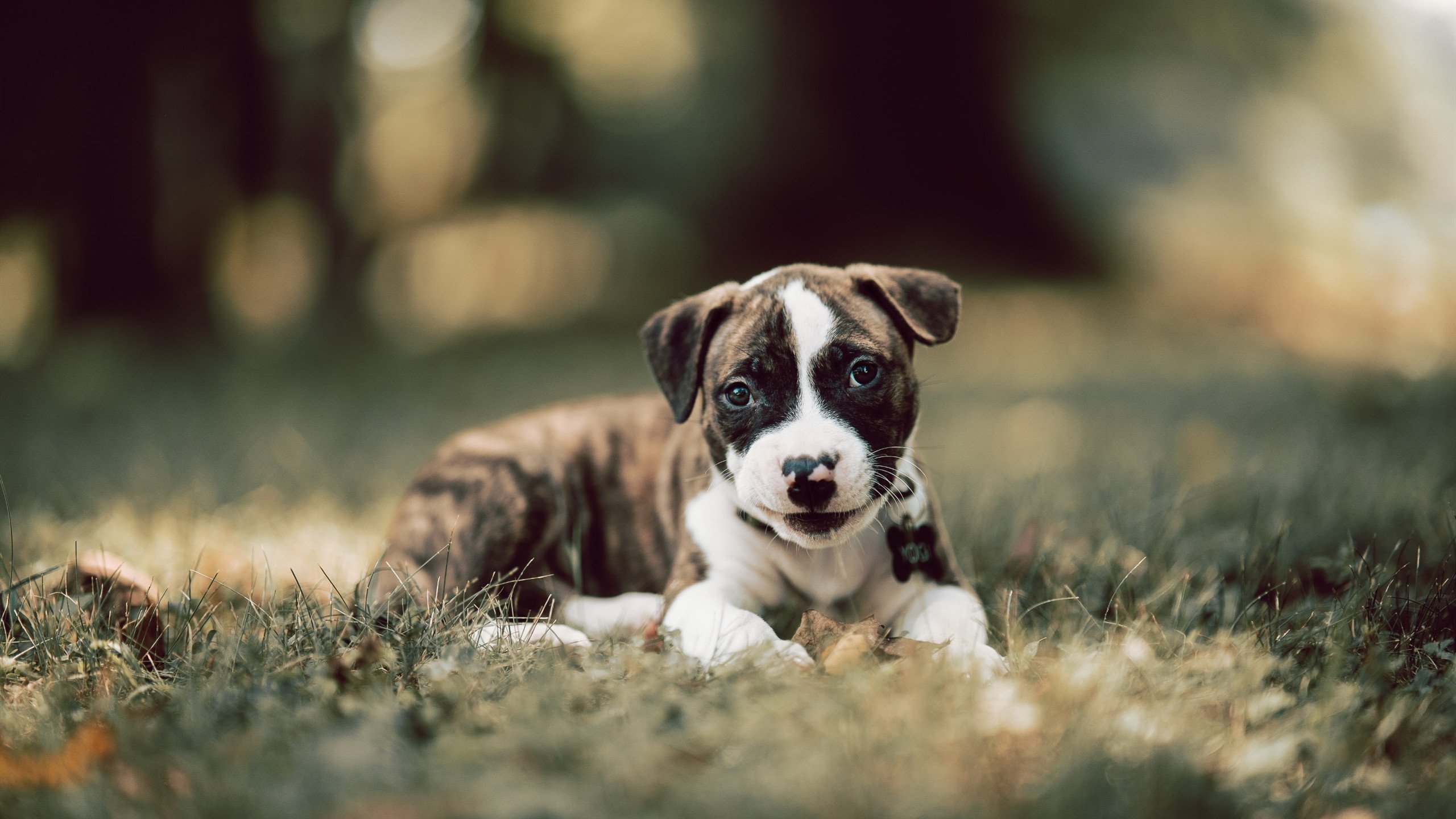 开云体育官网-戈麦斯的节奏交响曲，皇马对阵土耳其之战的中场完全掌控