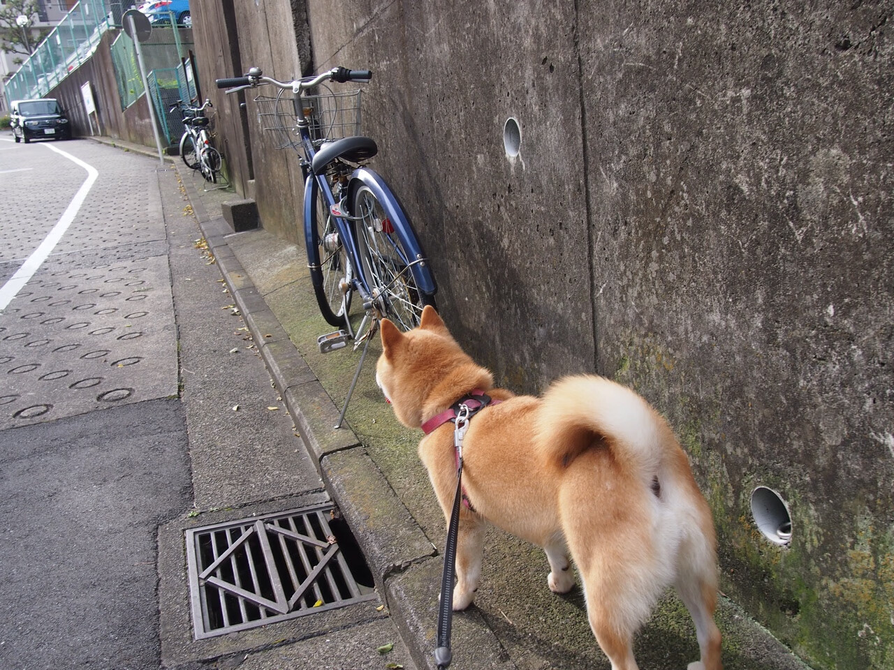 丹麦童话的北欧回响，莱万以波兰巨斧劈开亚平宁月光