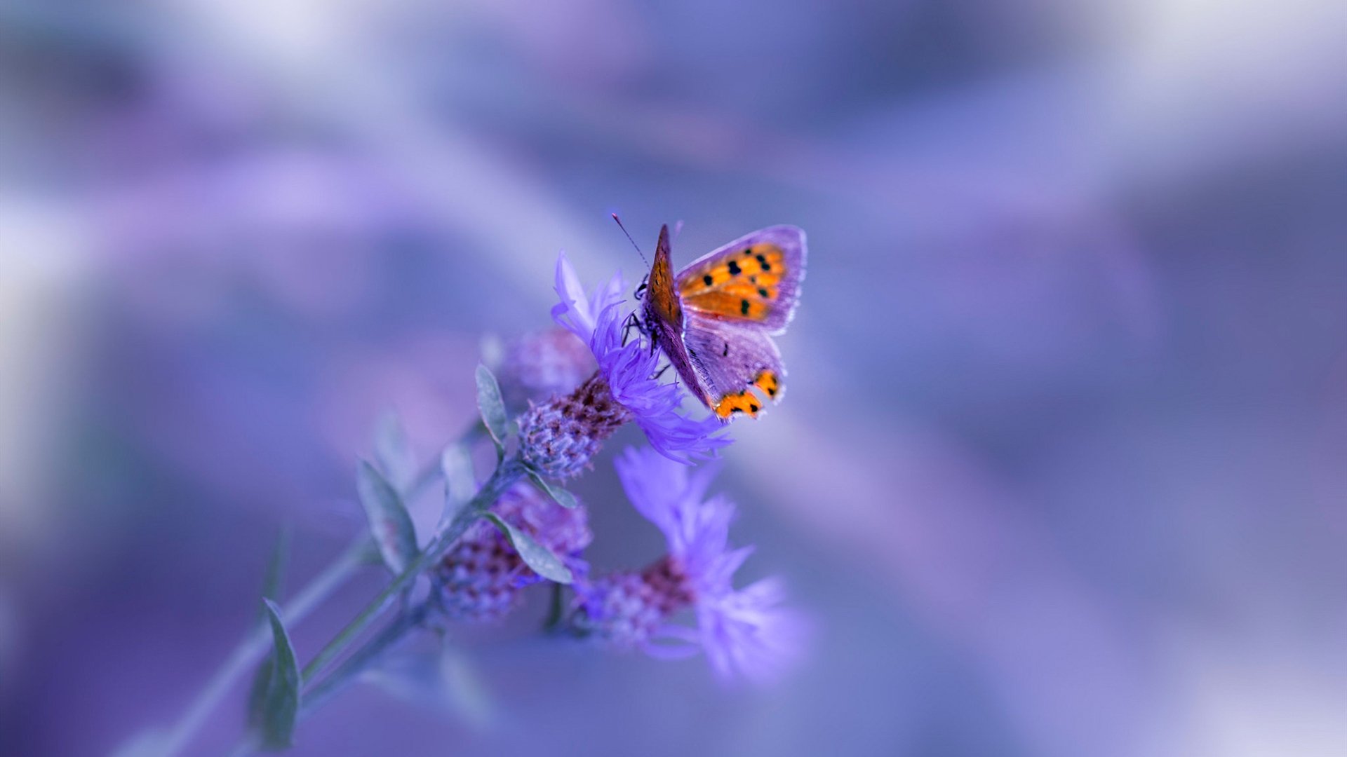 峭壁与星辰，塞维利亚逆转之夜与梅西的永恒步伐