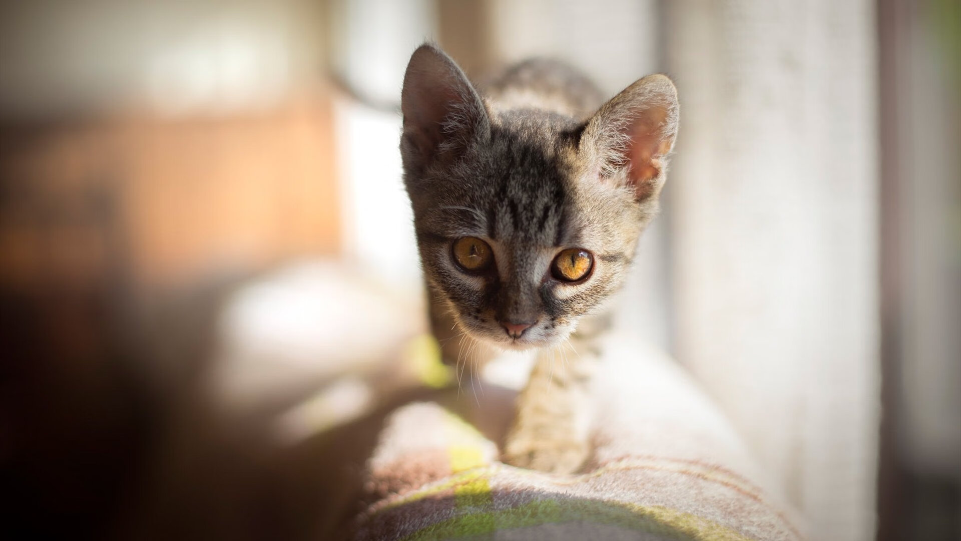 节奏为王，贝恩如棋手布阵，掘金以系统篮球正面碾碎76人神话