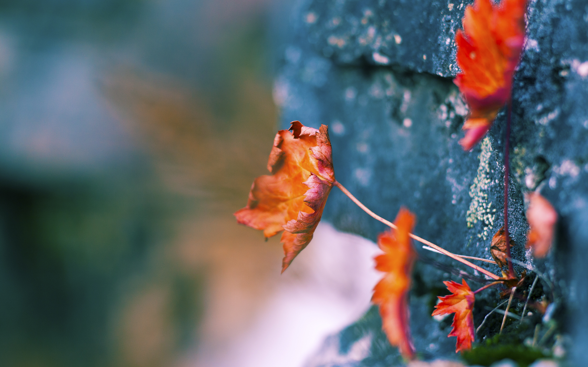 开云体育官网-魔术终破吉林铁阵，谁是今夜塔图姆？