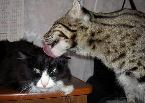 骑士破辽，霍勒迪一剑封喉，铁血之战铸就唯一胜利