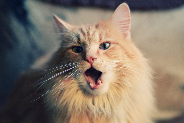 跨越界限的胜利，深圳队如何演绎约基奇式末节接管