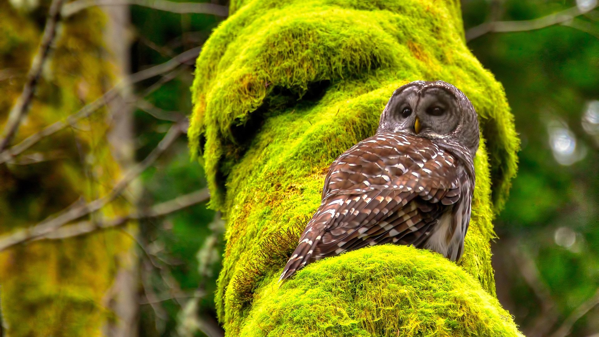 橙衣军团的铁壁与蓝白利刃，当完美封锁遇上完美发挥