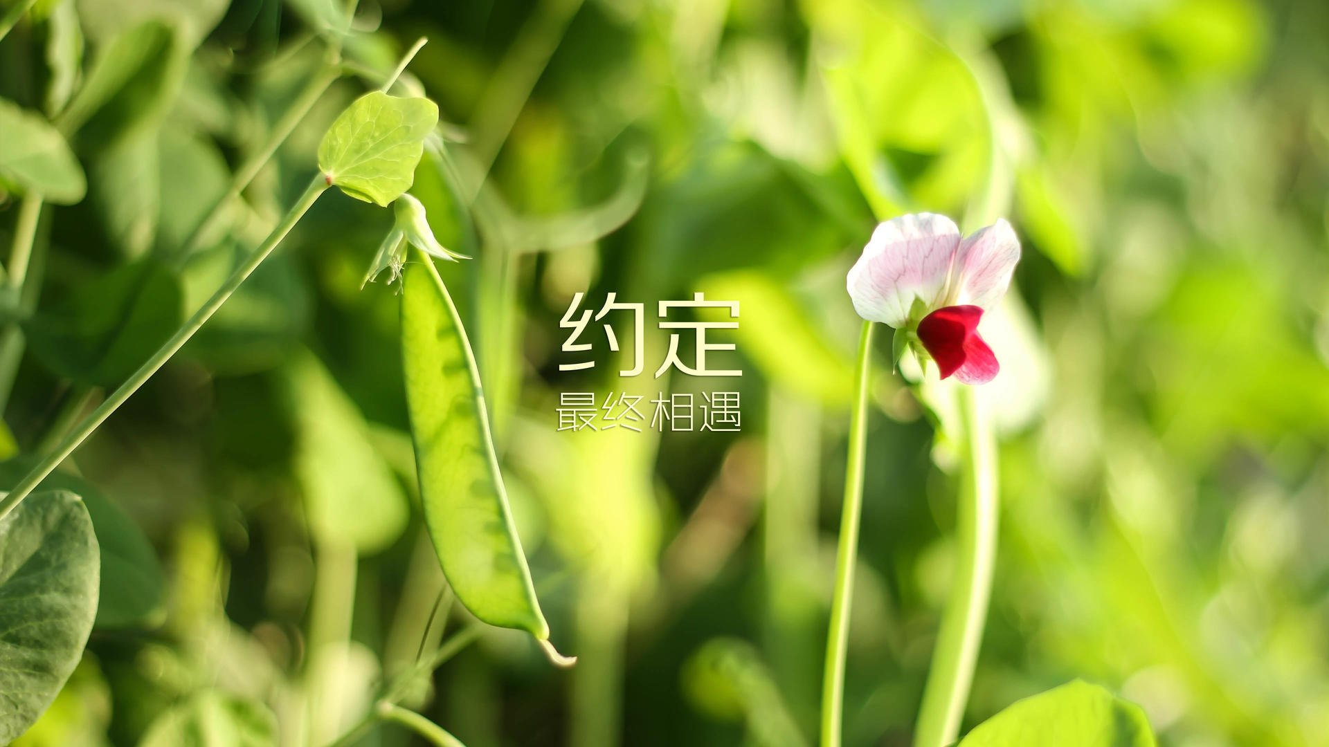 开云体育app-这是一篇为你定制的深度文章，旨在突出唯一性与传承感，而不仅仅是报道一场比赛